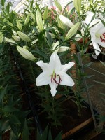 [5285 Santander EVR No02.JPG]